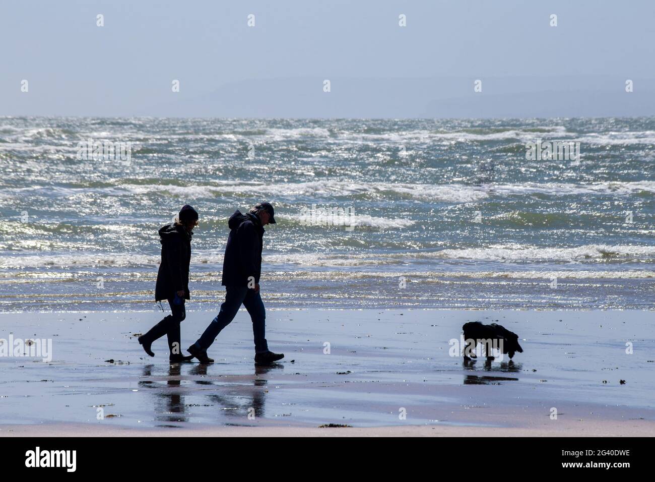 Marcher le chien sur la plage de West Wittering, West Sussex, Angleterre Banque D'Images