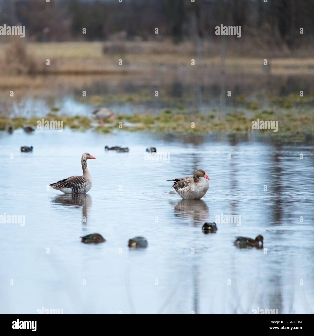 Bernaches grises sur le lac Neusiedlersee au Burgenland Banque D'Images