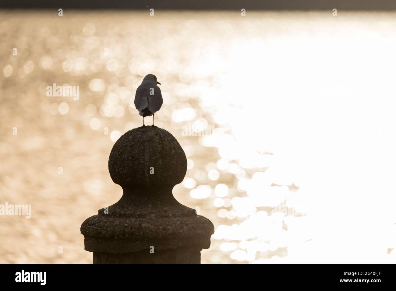 Mouette sur un bollard d'un ancien quai de ferry, Garda, Lac de Garde, province de Vérone, Italie Banque D'Images