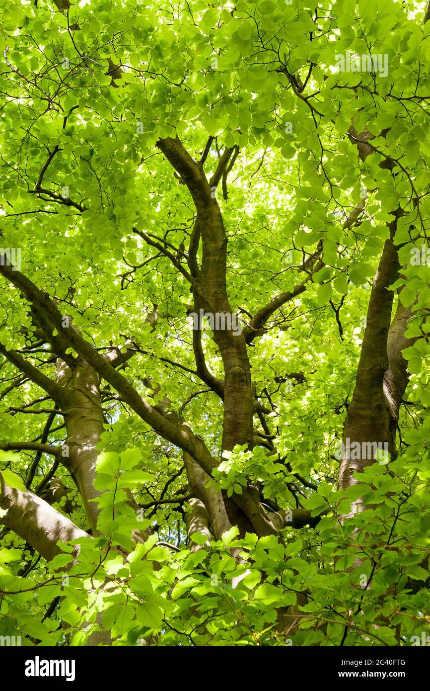 Close-up d'un hêtre (Fagaceae) arbre dans un jardin anglais Banque D'Images