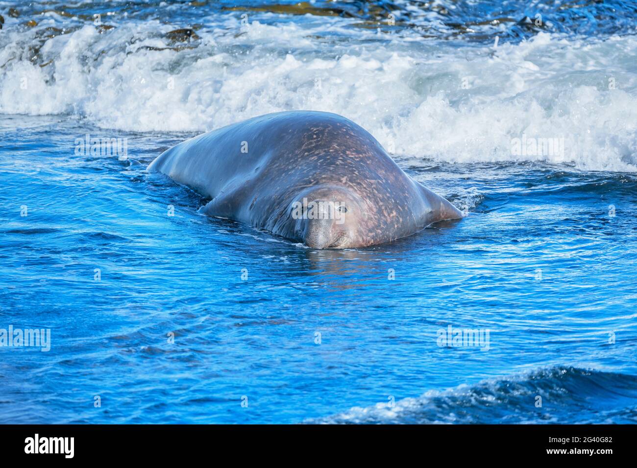 La nage masculine du phoque du Sud de l'éléphant (Mirounga leonina), Sea Lion Island, Falkland Islands, Amérique du Sud Banque D'Images