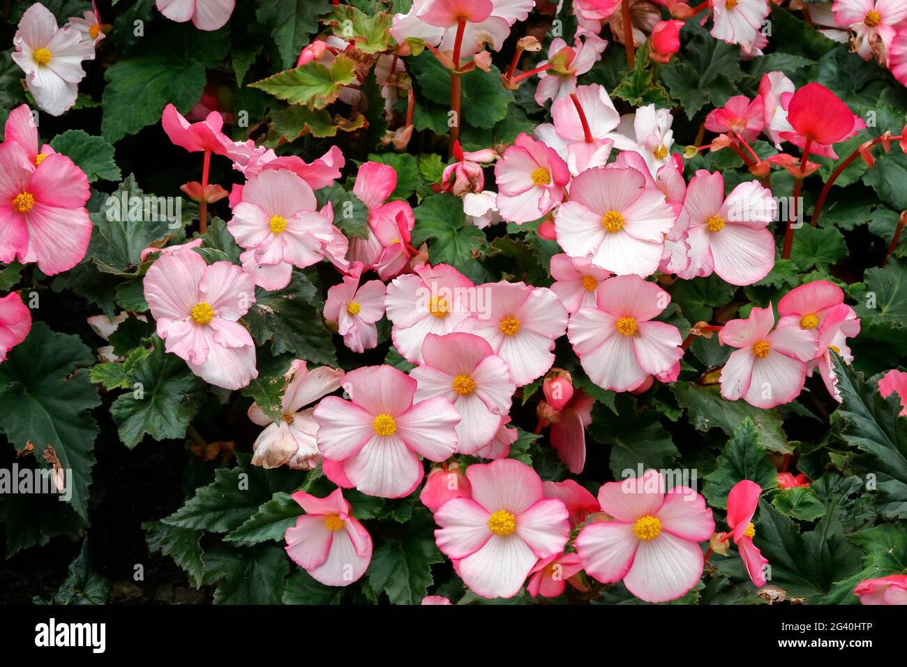 Une masse de fleurs bégonia rose à Butchart Gardens Banque D'Images