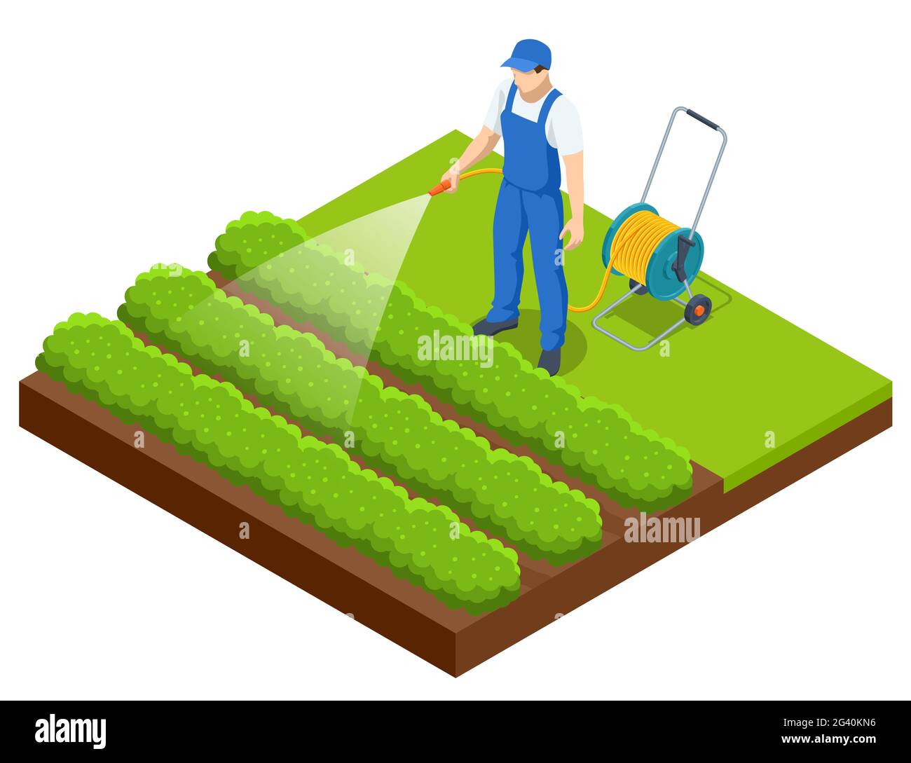 Agriculteur isométrique arrosoir un potager.Jardinier avec tuyau d'arrosage et eau de pulvérisation sur le légume Illustration de Vecteur