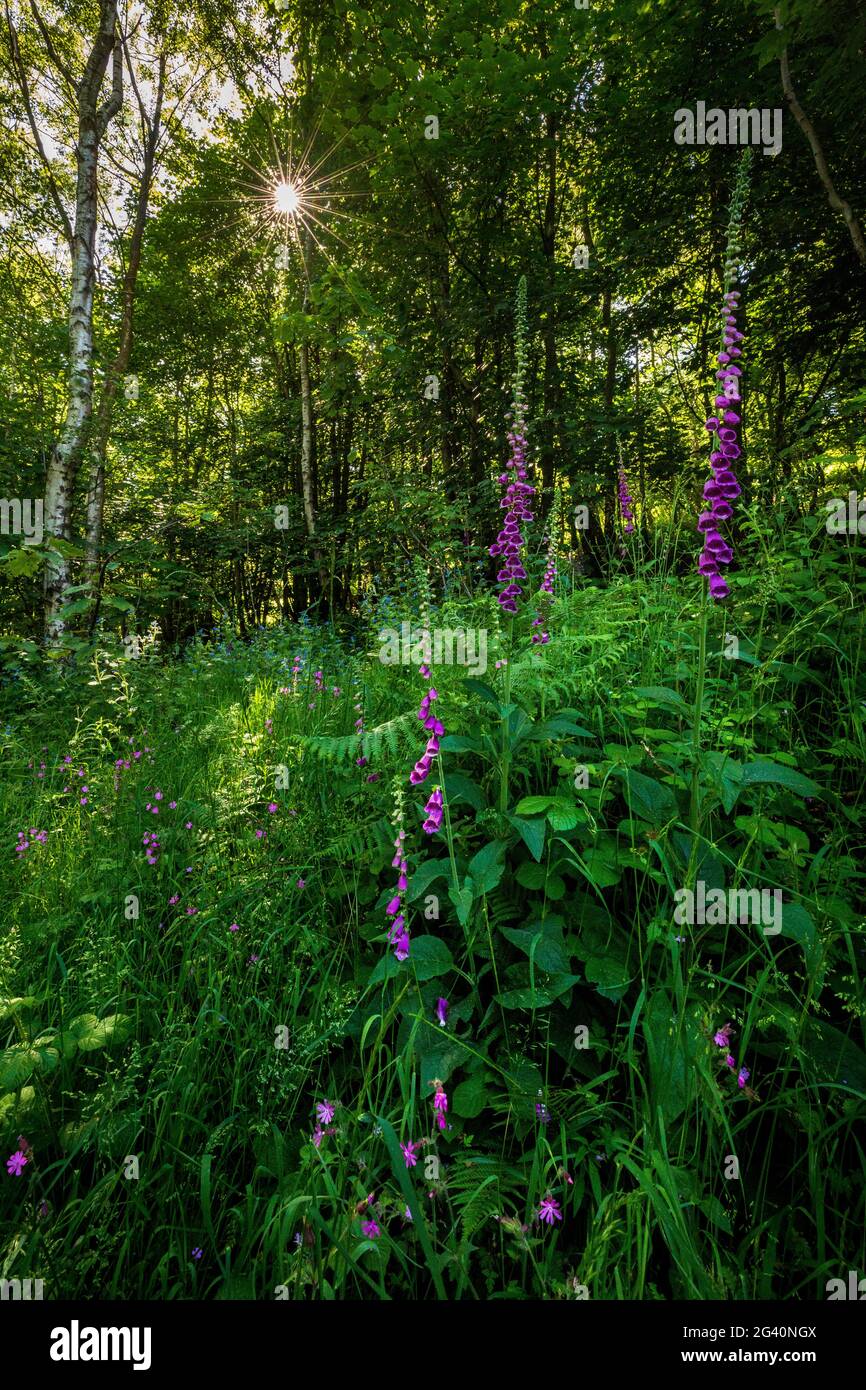 Foxgloves le long de la piste boisée dans les collines de Malvern, Worcestershire, Angleterre Banque D'Images