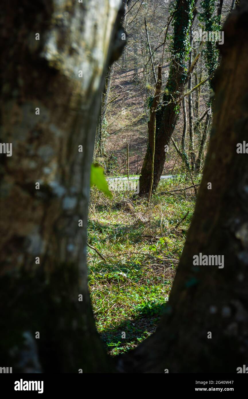 Une photo de passage entre deux arbres proches dans la nature encadra une vue avec eux et un petit chemin au loin. Banque D'Images