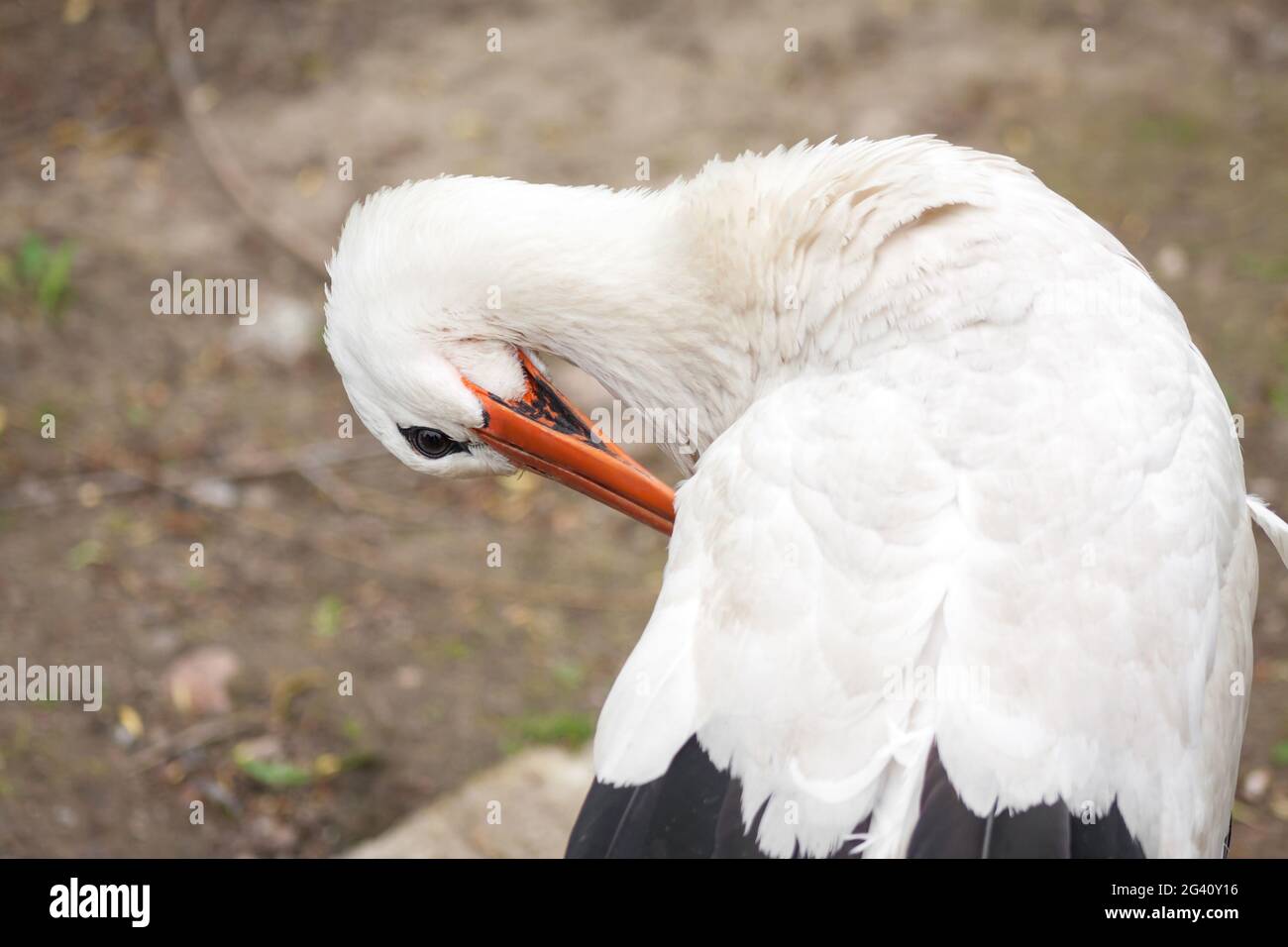 Ciconie blanche européenne ou Ciconia ciconia. Un seul oiseau nettoyant son plumage, gros plan Banque D'Images