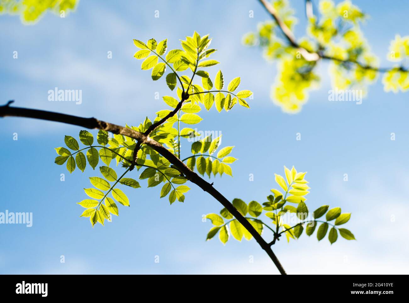 Brindilles aux feuilles de l'arbre de hêtre vert au printemps isolées sur le ciel bleu au soleil en vue sélective Banque D'Images