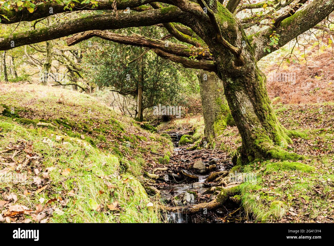 Vue d'automne de Torver Common Wood dans le district des lacs anglais. Banque D'Images