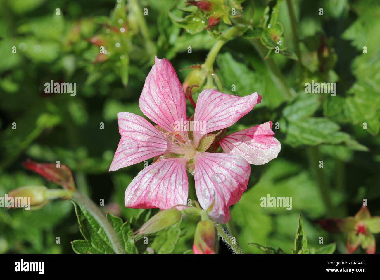 Rose Oxford Cranesbill, Geranium x oxonianum, variété Bressinghams ravissent les fleurs avec des gouttes de pluie sur les pétales et un fond de feuilles floues. Banque D'Images