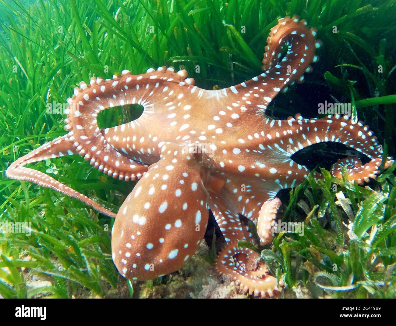Octopus verrilli palliata Banque D'Images