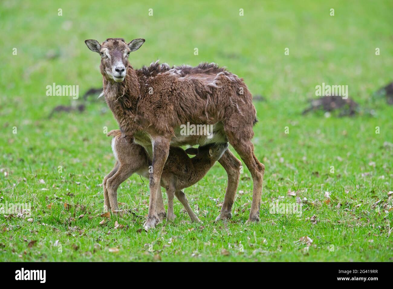 Mouflon européen (Ovis gmelini musimon / Ovis ammon / Ovis orientalis musimon) brebis / femelle avec agneau de lait dans les prairies au printemps Banque D'Images