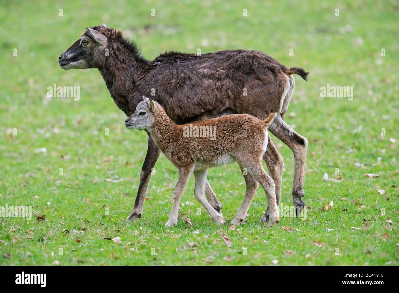 Mouflon européen (Ovis gmelini musimon / Ovis ammon / Ovis orientalis musimon) brebis / femelle marchant avec de l'agneau au printemps dans les prairies Banque D'Images