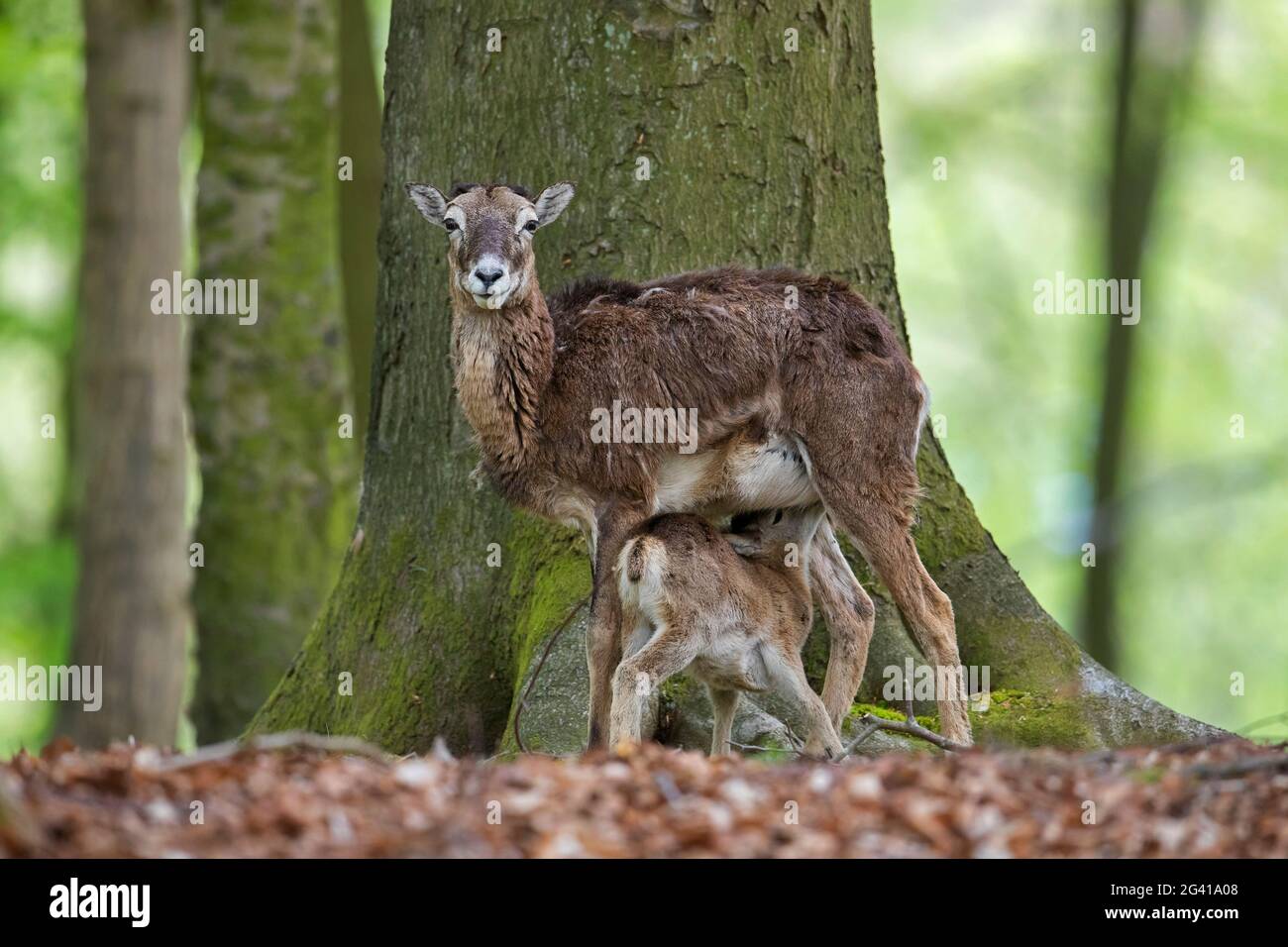Mouflon européen (Ovis gmelini musimon / Ovis ammon / Ovis orientalis musimon) brebis / femelle avec agneau de lait en forêt au printemps Banque D'Images
