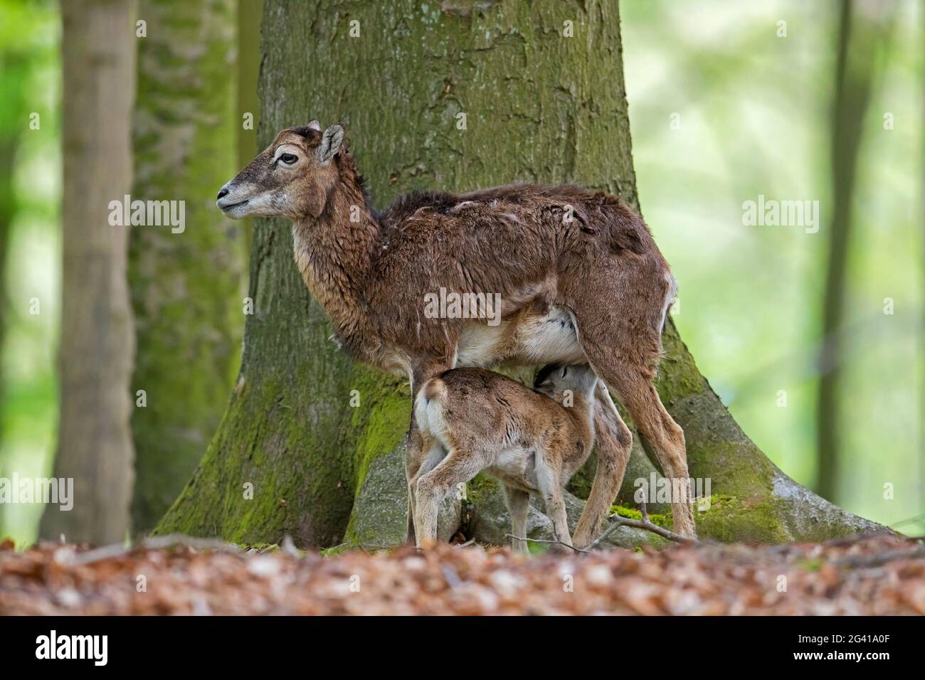 Mouflon européen (Ovis gmelini musimon / Ovis ammon / Ovis orientalis musimon) brebis / femelle avec agneau de lait en forêt au printemps Banque D'Images