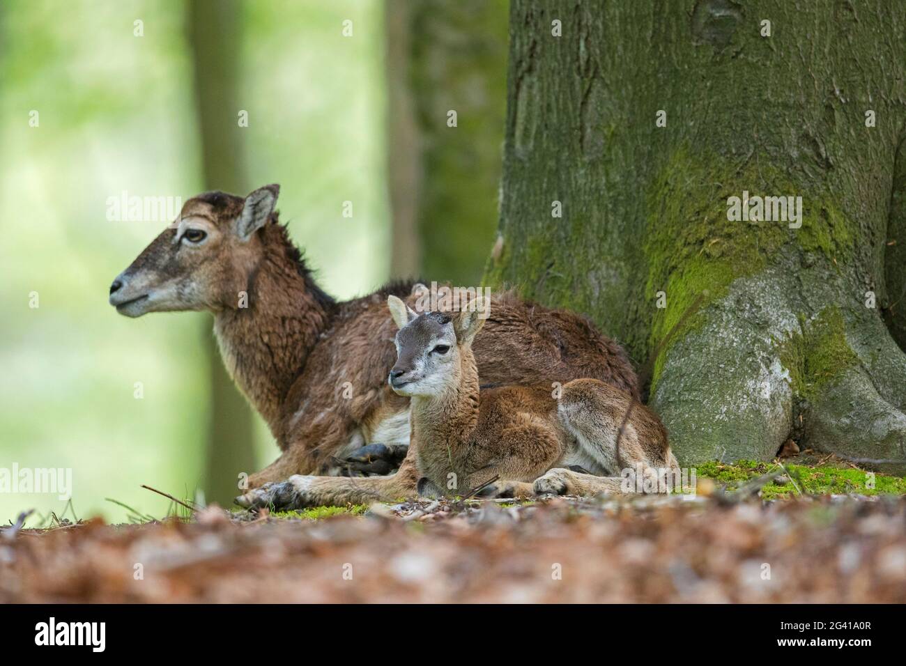 Mouflon européen (Ovis gmelini musimon / Ovis ammon / Ovis orientalis musimon) brebis / femelle avec agneau reposant en forêt au printemps Banque D'Images