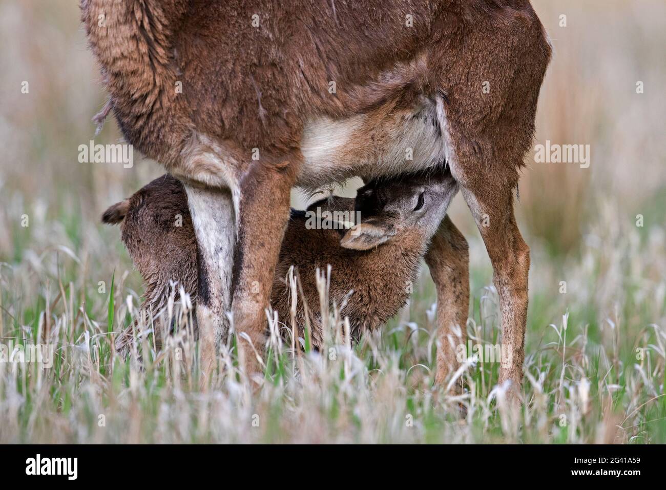 Mouflon européen (Ovis gmelini musimon / Ovis ammon / Ovis orientalis musimon) brebis / femelle avec agneau de lait dans le pré au printemps Banque D'Images
