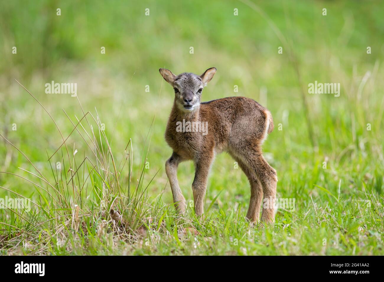 Mouflon européen (Ovis gmelini musimon / Ovis ammon / Ovis orientalis musimon) agneau dans le pré au printemps Banque D'Images