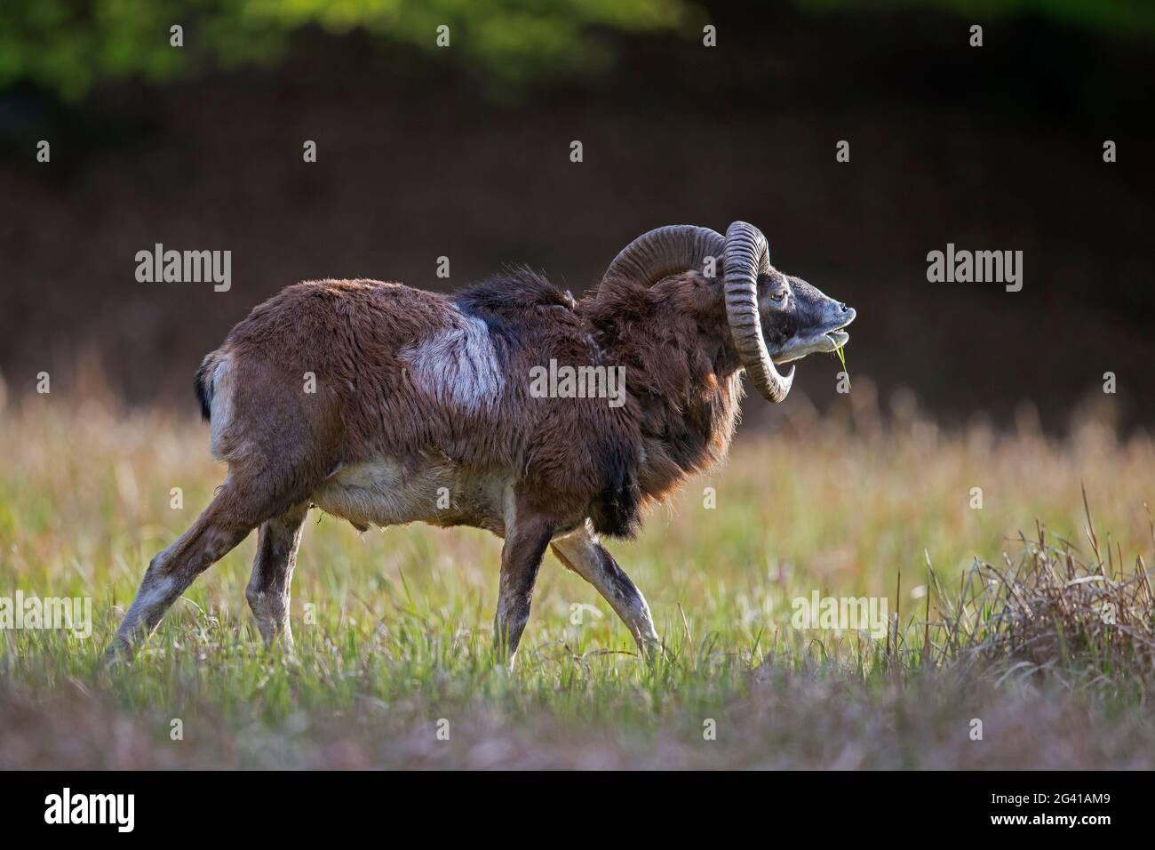 Mouflon européen (Ovis gmelini musimon / Ovis ammon / Ovis orientalis musimon) bélier / mâle avec de grandes cornes dans le pré au bord de la forêt au printemps Banque D'Images