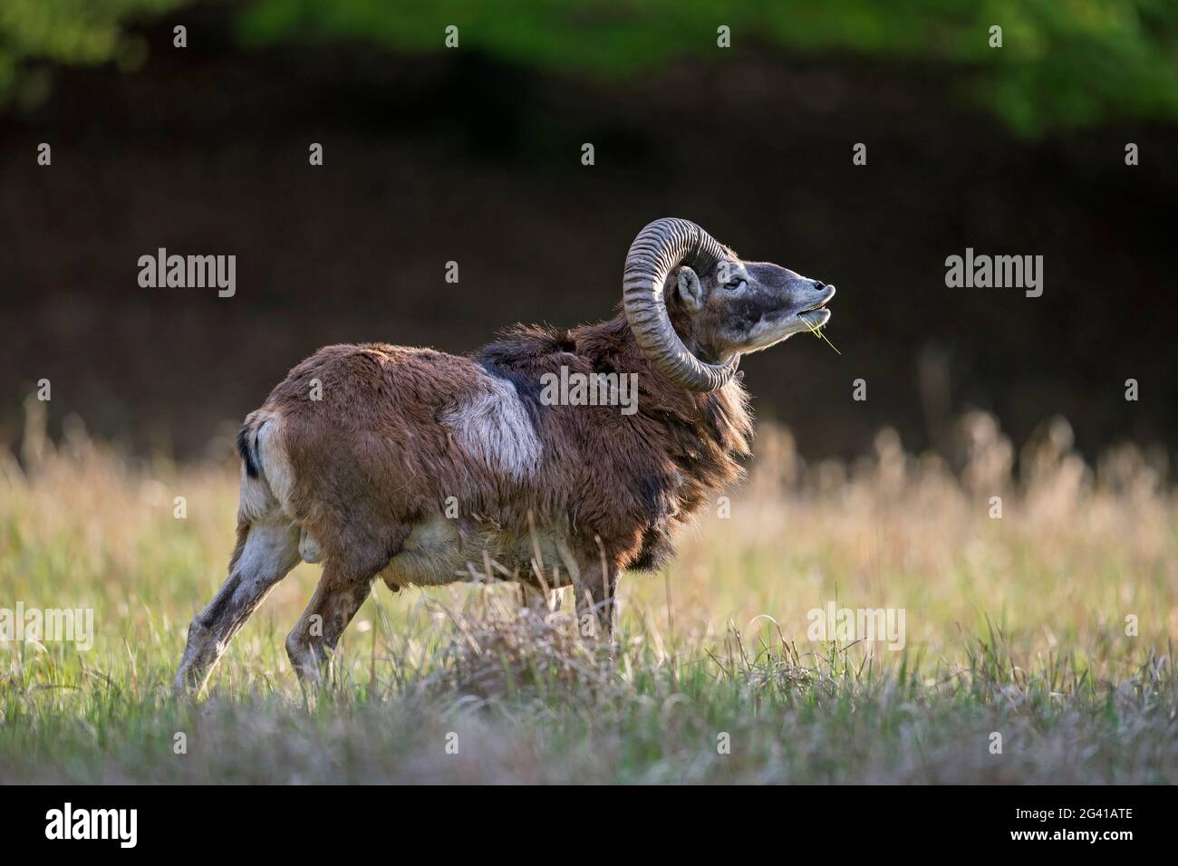 Mouflon européen (Ovis gmelini musimon / Ovis ammon / Ovis orientalis musimon) bélier / mâle avec de grandes cornes dans le pré au bord de la forêt au printemps Banque D'Images