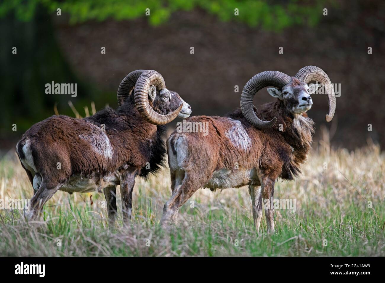 Mouflons européens (Ovis gmelini musimon / Ovis ammon / Ovis orientalis musimon) deux béliers / mâles avec de grandes cornes dans le pré au bord de la forêt au printemps Banque D'Images Mouflons européens (Ovis gmelini musimon / Ovis ammon / Ovis orientalis musimon) deux béliers / mâles avec de grandes cornes dans le pré au bord de la forêt au printemps Banque D'Images