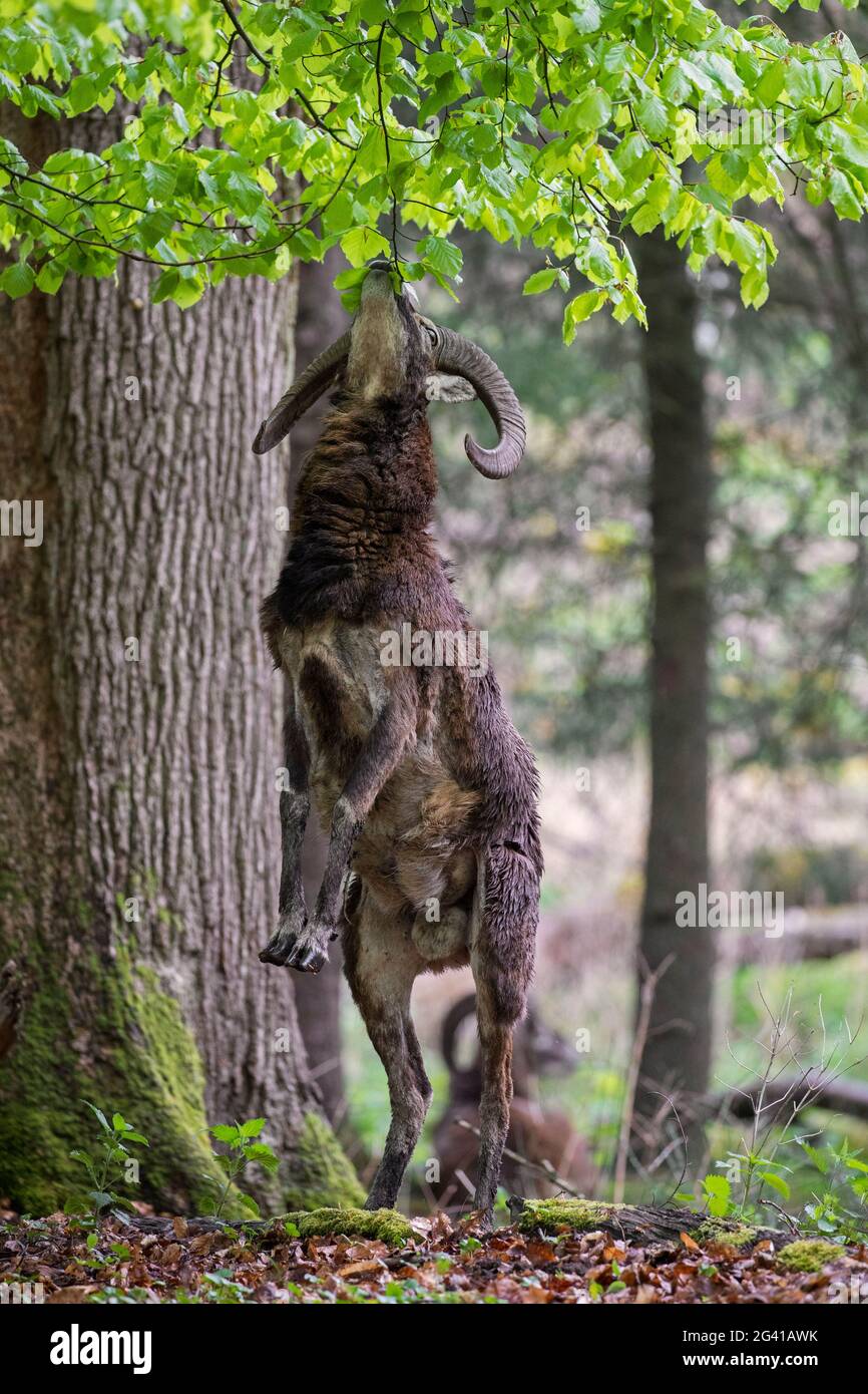 Mouflon européen (Ovis gmelini musimon / Ovis ammon) bélier / mâle avec de grandes cornes debout sur les pattes arrière pour manger les feuilles inférieures de l'arbre dans la forêt au printemps Banque D'Images