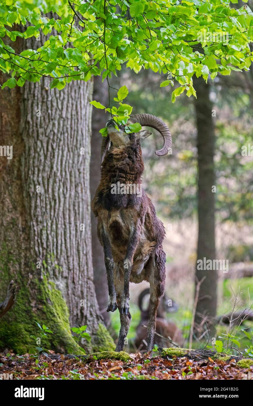 Mouflon européen (Ovis gmelini musimon / Ovis ammon) bélier / mâle avec de grandes cornes debout sur les pattes arrière pour manger les feuilles inférieures de l'arbre dans la forêt au printemps Banque D'Images