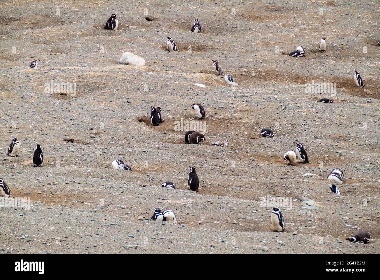 Colonie de pingouins magellaniques (Spheniscus magellanicus) sur l'île de Magdalena dans le détroit de Magellan, au Chili. Banque D'Images