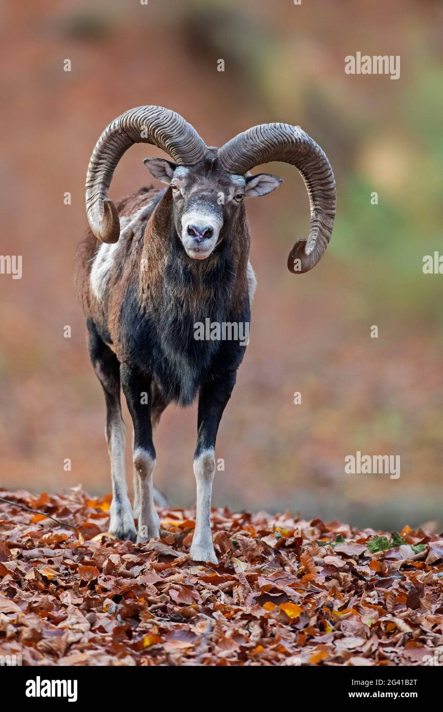 Mouflon européen (Ovis gmelini musimon / Ovis ammon / Ovis orientalis musimon) bélier / mâle avec de grandes cornes en forêt en automne Banque D'Images