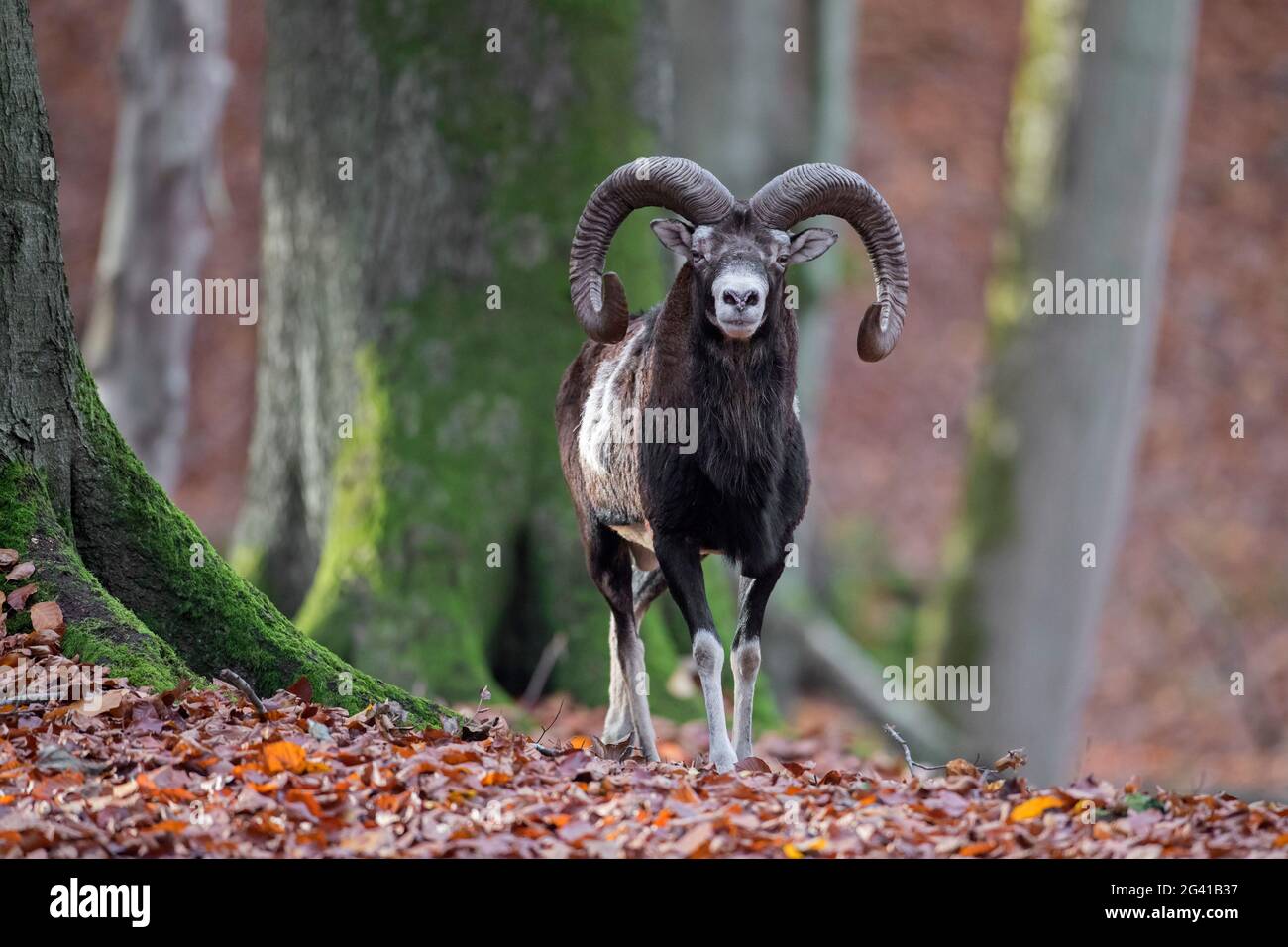 Mouflon européen (Ovis gmelini musimon / Ovis ammon / Ovis orientalis musimon) bélier / mâle avec de grandes cornes en forêt en automne Banque D'Images