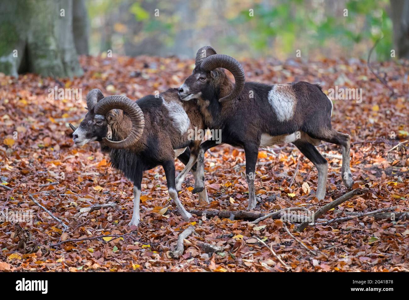 Mouflons européens (Ovis gmelini musimon / Ovis ammon / Ovis orientalis musimon) deux béliers / mâles avec de grandes cornes pendant la rut en automne en forêt Banque D'Images