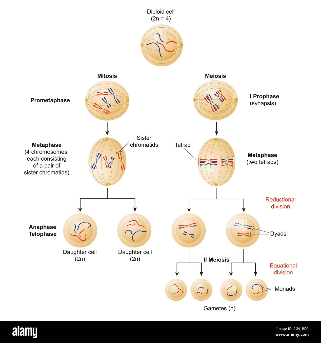 Les cellules se divisent par deux mécanismes appelés mitose et méiose Banque D'Images