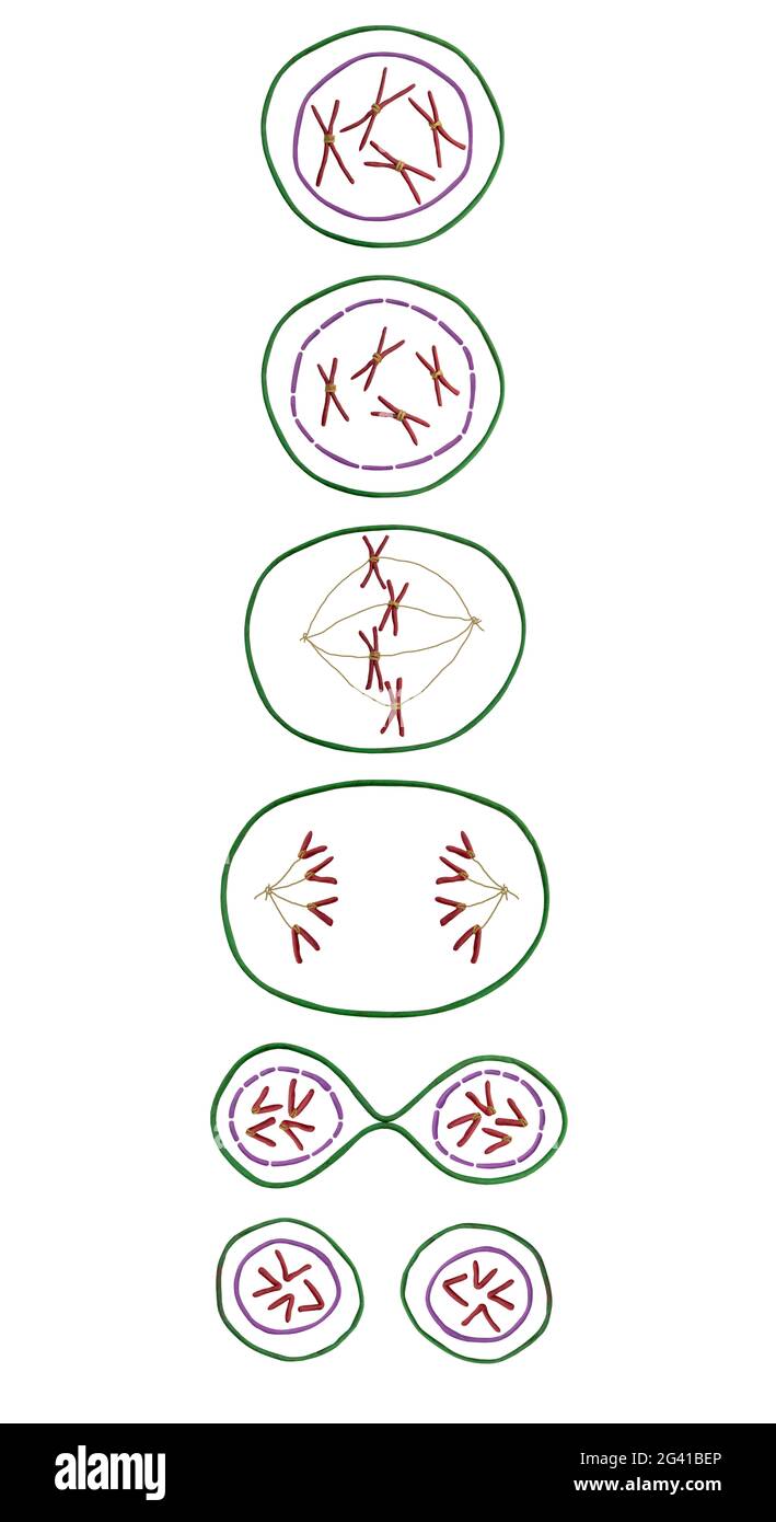 Modèle des phases de mitose. Division cellulaire Banque D'Images