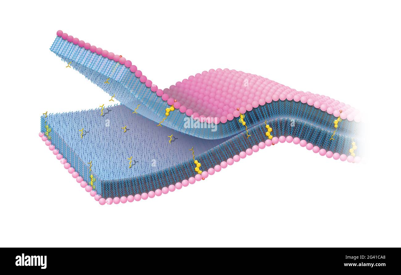 Membrane cellulaire ou membrane cytoplasmique avec cholestérol Banque D'Images