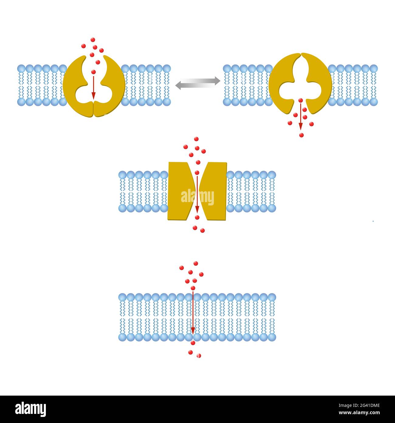 Types de transport à travers les membranes Banque D'Images