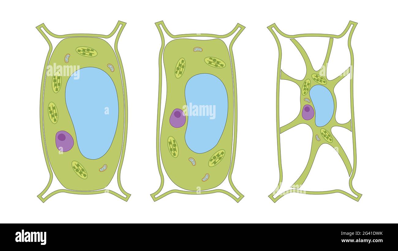 Pression de turgescence sur les cellules végétales Banque D'Images