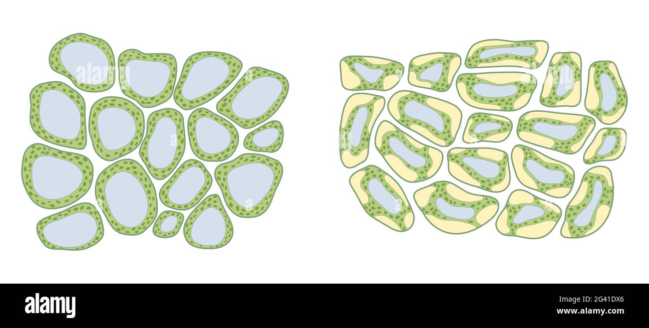 Pression de turgescence dans les cellules végétales Banque D'Images