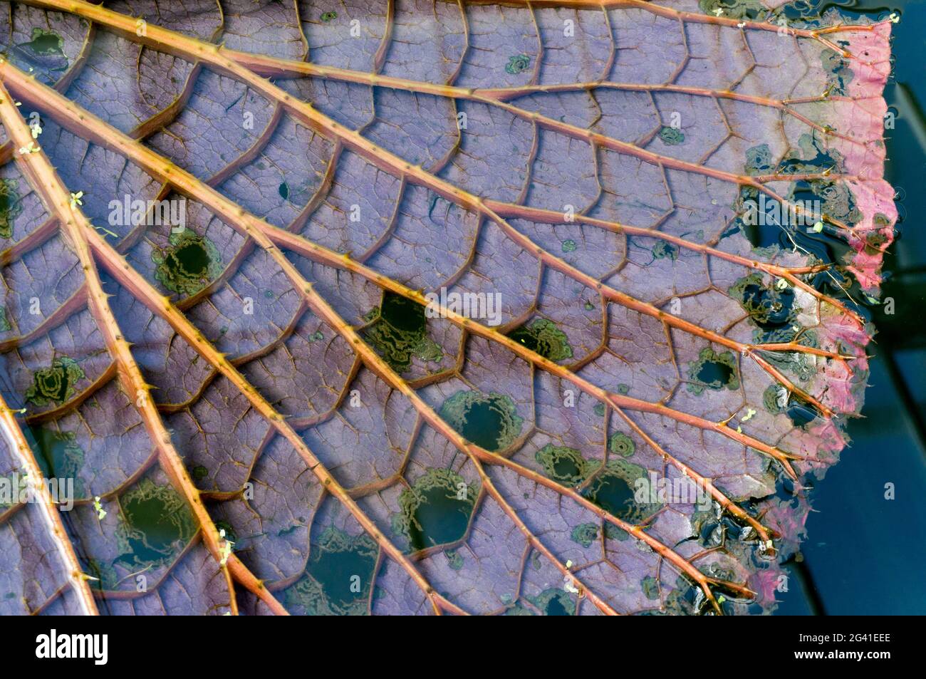 La décomposition des feuilles de Lotus (Nelumbo nucifera) Banque D'Images