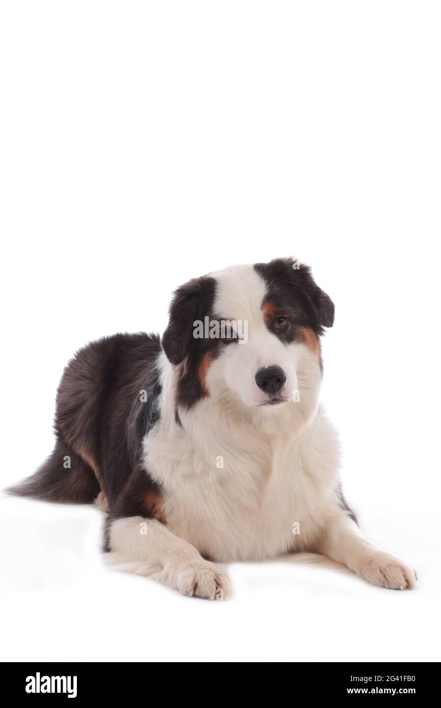 Chien berger australien Banque d'images détourées - Alamy