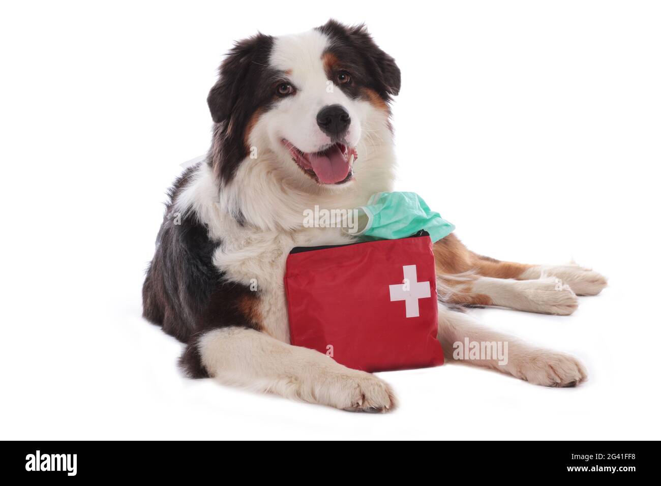 Chien berger australien avec kit d'urgence Banque D'Images