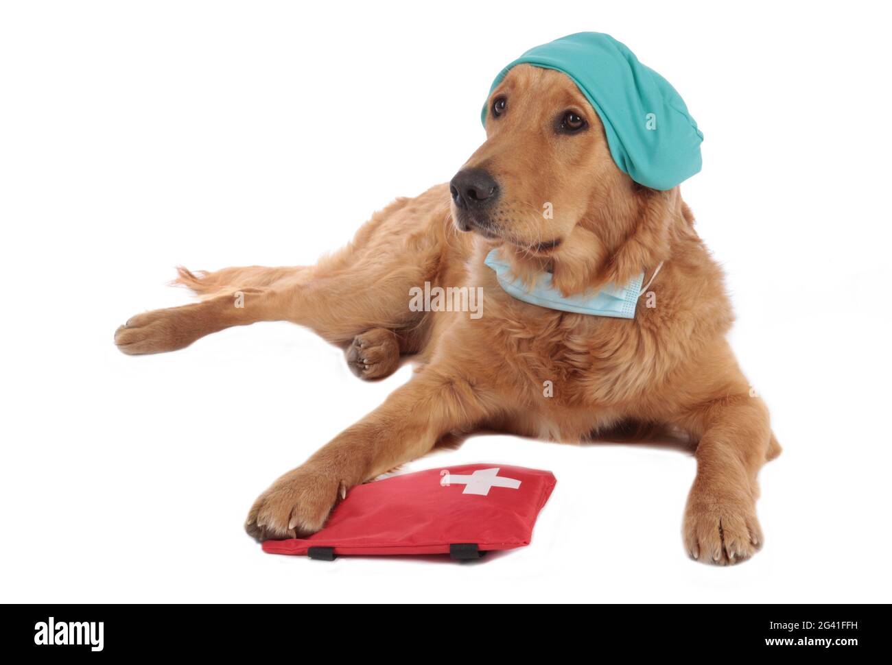 Chien Golden Retriever avec costume médical et kit d'urgence Banque D'Images