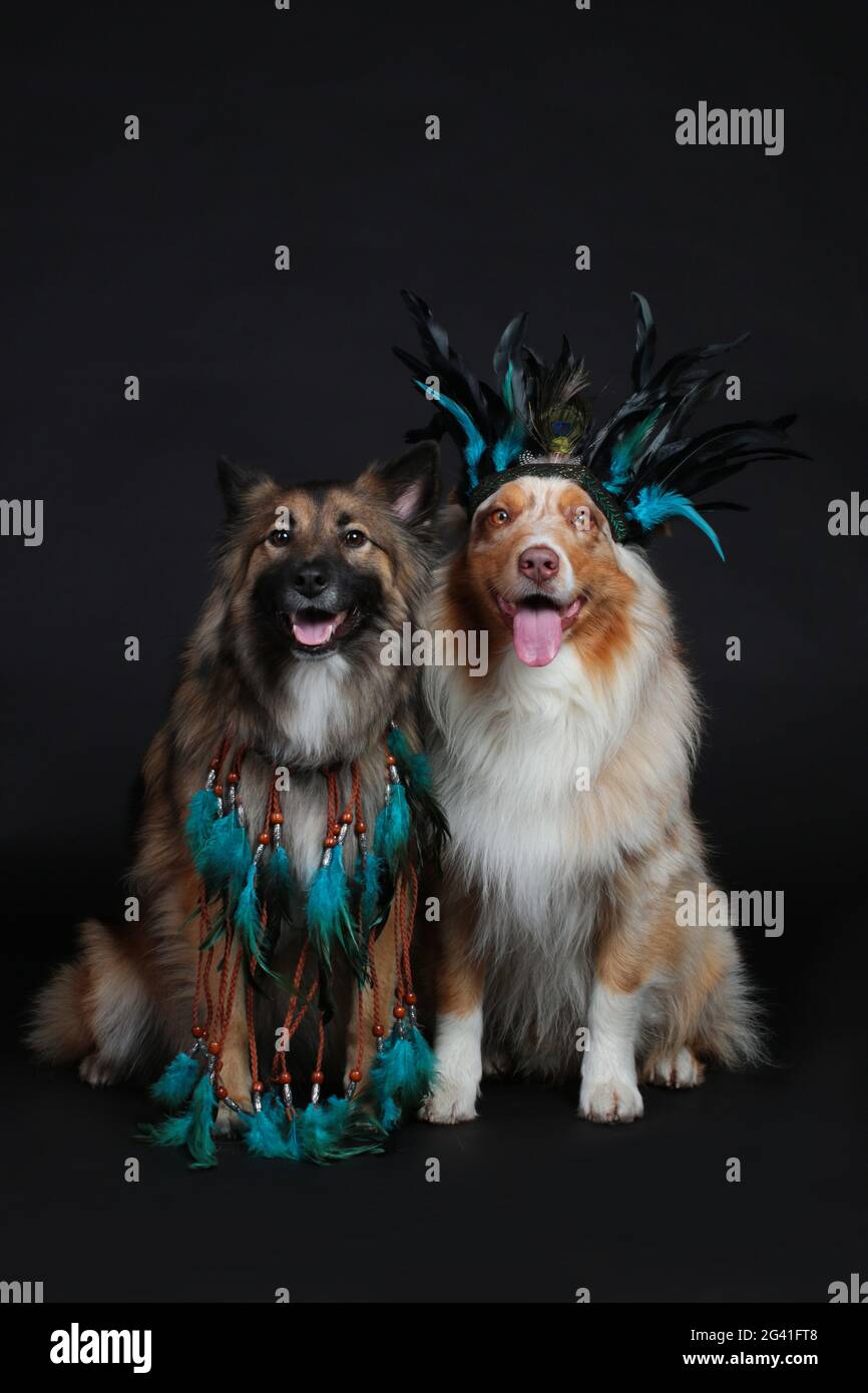 Deux chiens avec des indiens de plumes de headaddress Banque D'Images
