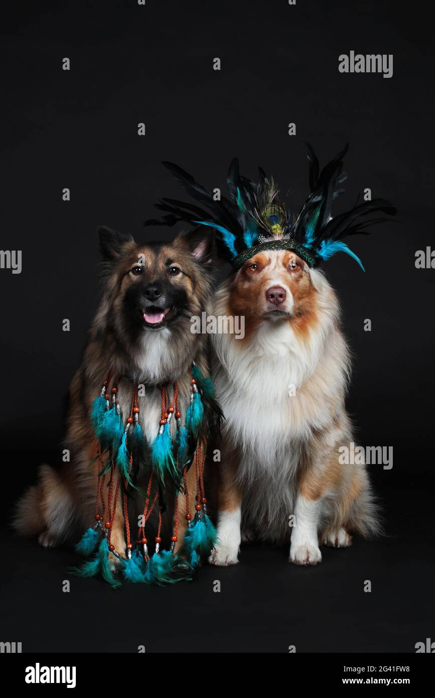Deux chiens avec des indiens de plumes de headaddress Banque D'Images