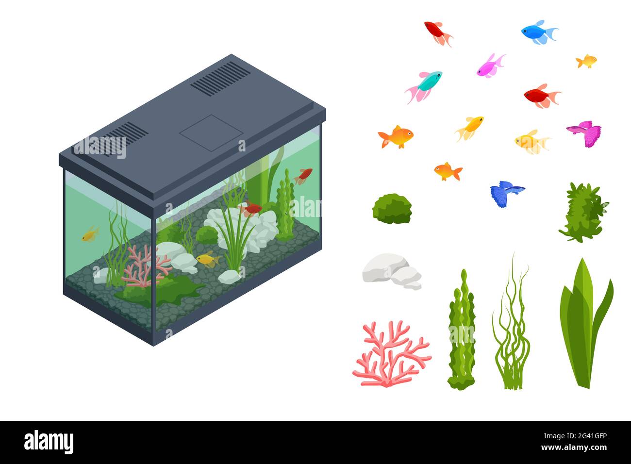 Poissons rouges isométriques dans l'aquarium d'eau douce et ensemble d'éléments sous-marins de l'aquarium, poissons, coraux, vert planté tropical, pierres isolées sur blanc Illustration de Vecteur