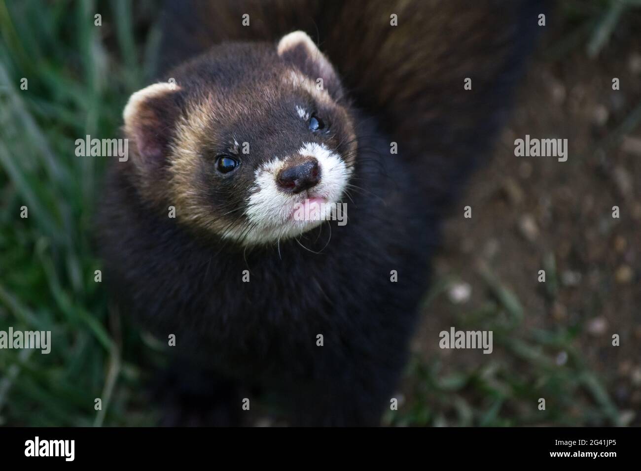 Le Putois d'Europe (Mustela putorius) Banque D'Images