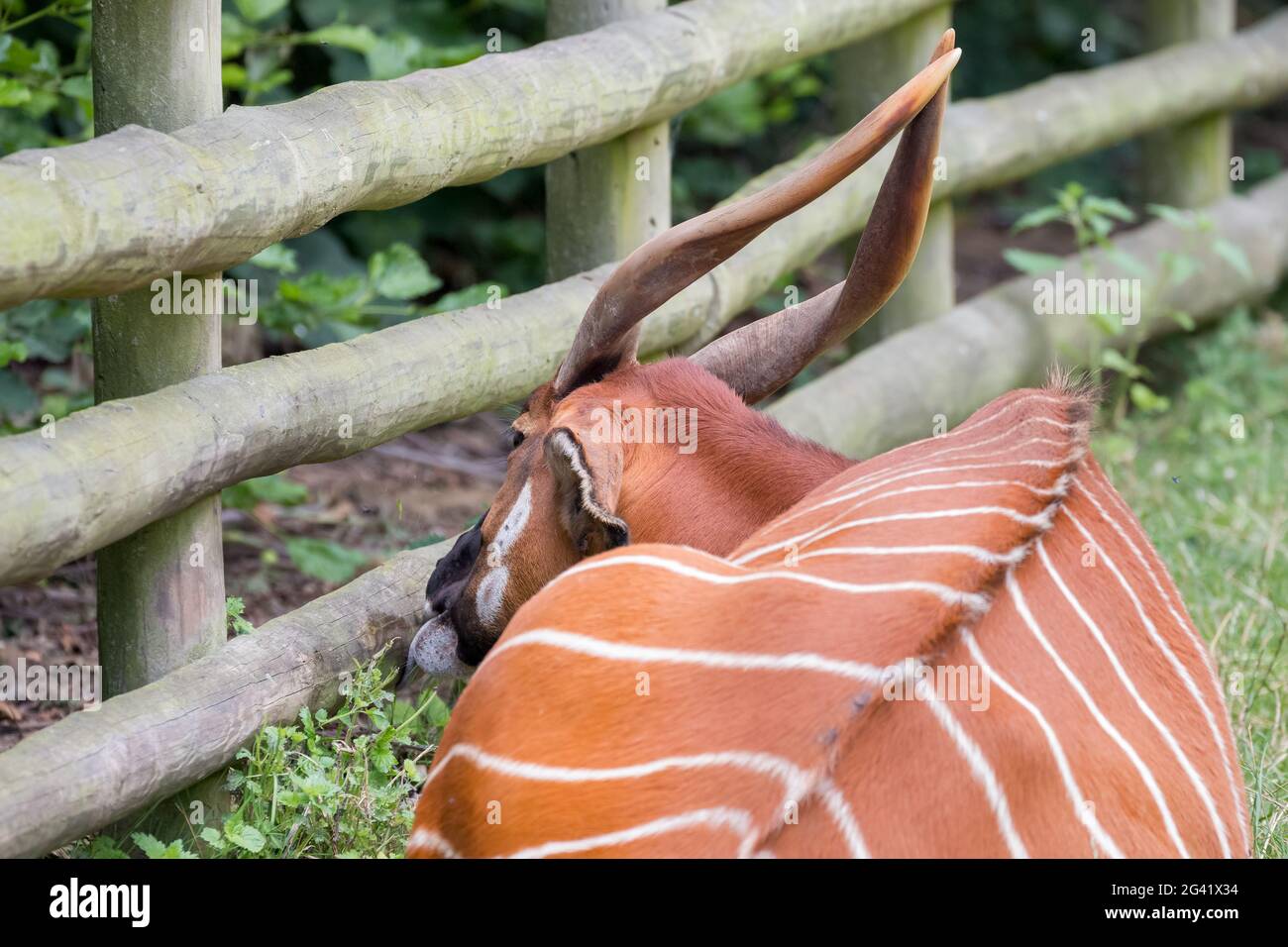 Bongo (Tragelaphus eurycerus orientale isaaci) Banque D'Images