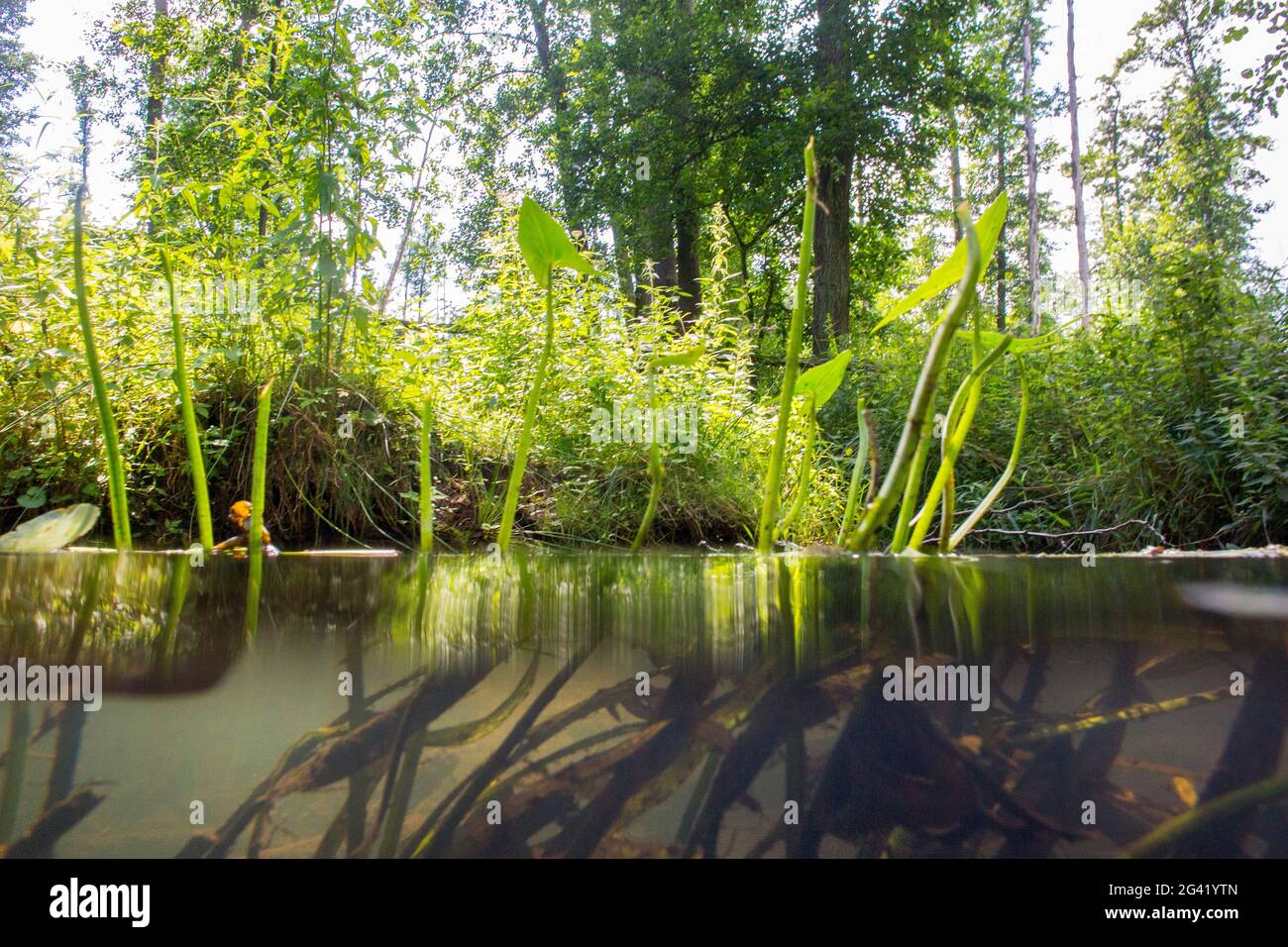 Plantes aquatiques dans les rivières du Spreewald, Allemagne, Brandebourg Banque D'Images