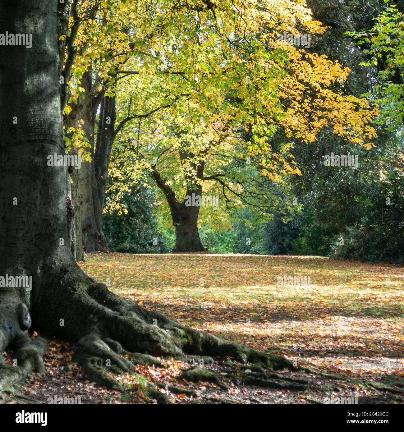 Scène d'automne à Bath Somerset Banque D'Images