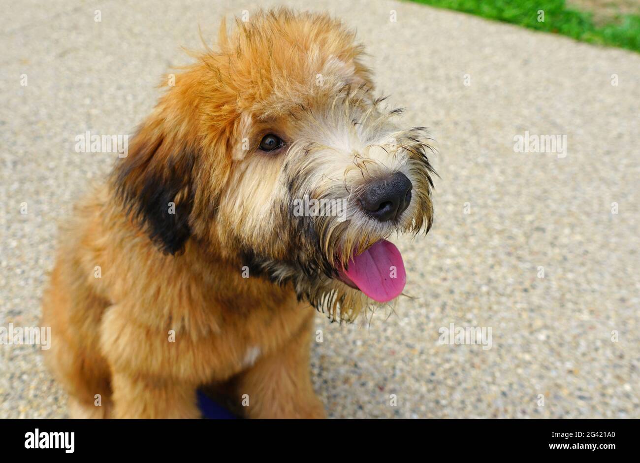 Vue d'un chiot Wheaten Terrier à revêtement doux Banque D'Images
