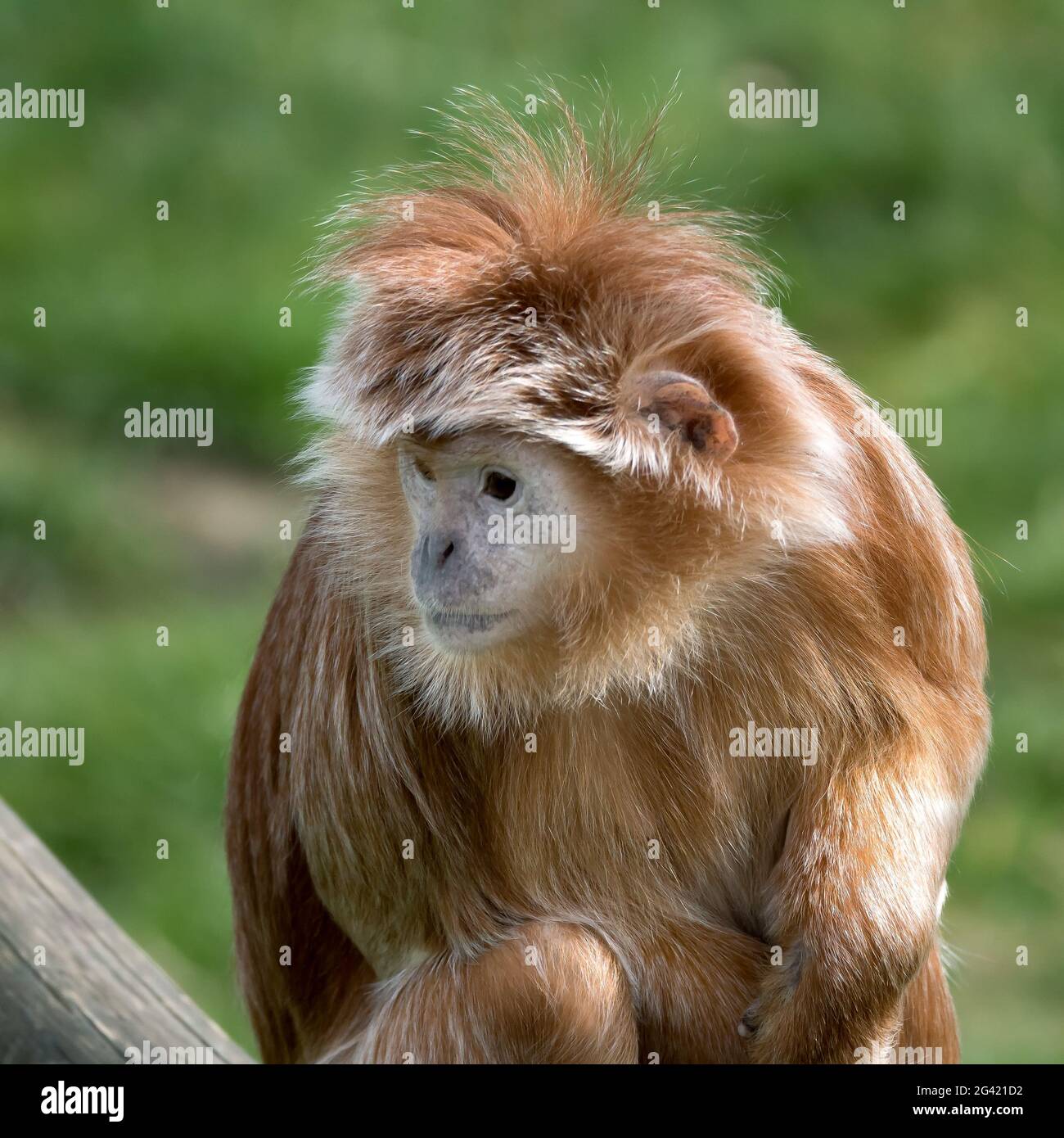 Javan Lutung (Trachypithecus auratus) Banque D'Images