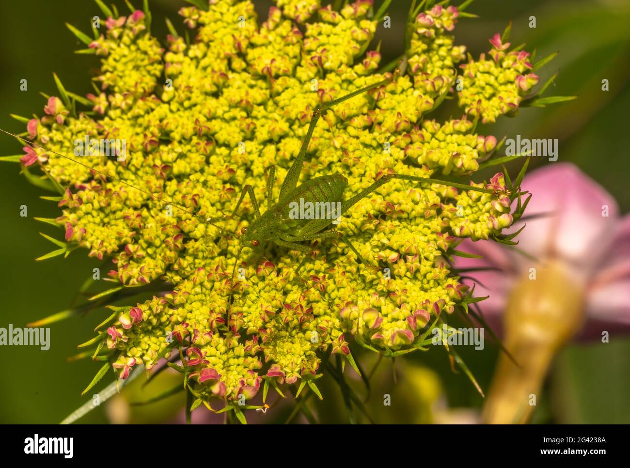 Les sauterelles sont un groupe d'insectes appartenant au sous-ordre Caelifera. Banque D'Images